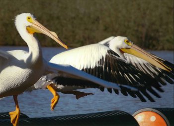 waterfowl waterfowl