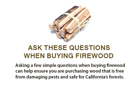Firewood - Buy It Where You Burn It