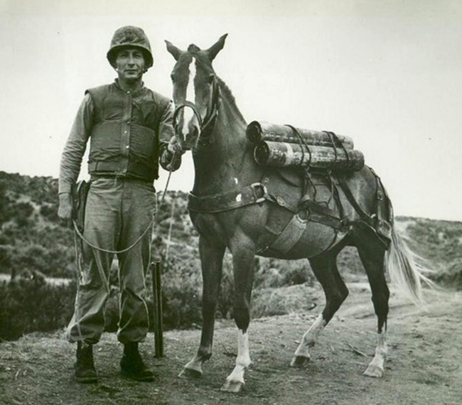 Military Horses Saluted as Humanitarians of Horse Stars Hall of Fame